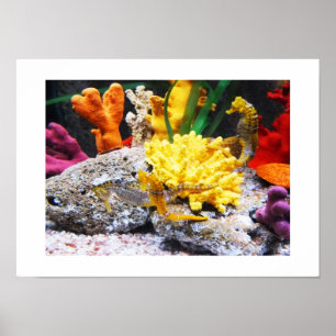 Seahästar Poster