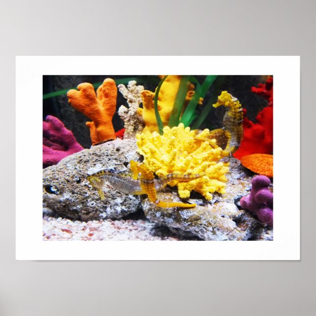 Seahästar Poster (Framsidan)