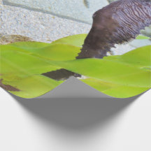 Seahästpresentwrap