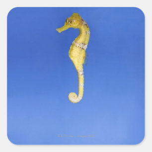 Seahorse Fyrkantigt Klistermärke