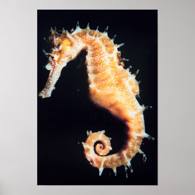 Seahorse - Hippocampus sp. Poster (Framsidan)