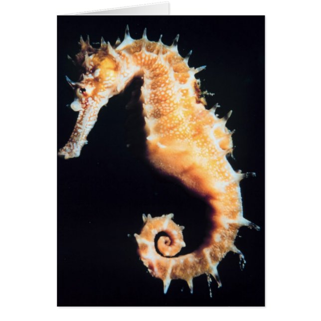 Seahorse - Hippocampussp. Hälsningskort (Framsidan)