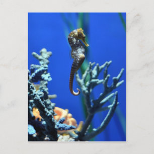 Seahorse Magic Vykort