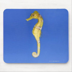 Seahorse Musmatta