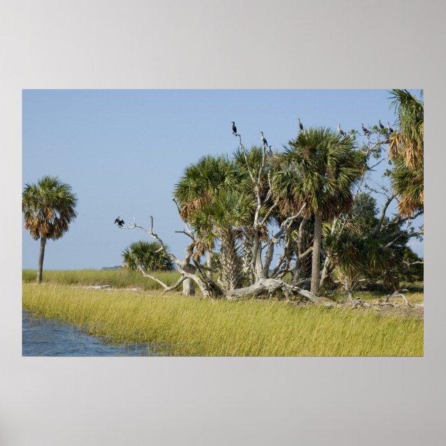 Seahorse Nyckel Bird Rookery Skriv ut Poster (Framsidan)