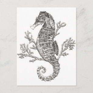 Seahorse och Coral Vykort