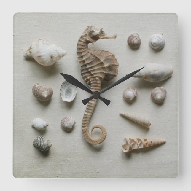 Seahorse och snäckor fyrkantig klocka (Framsida)