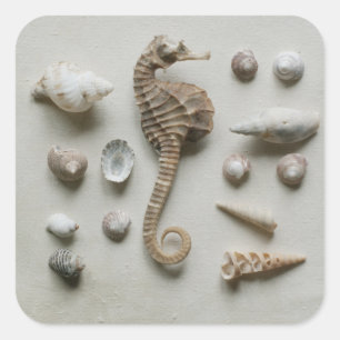 Seahorse och snäckor fyrkantigt klistermärke