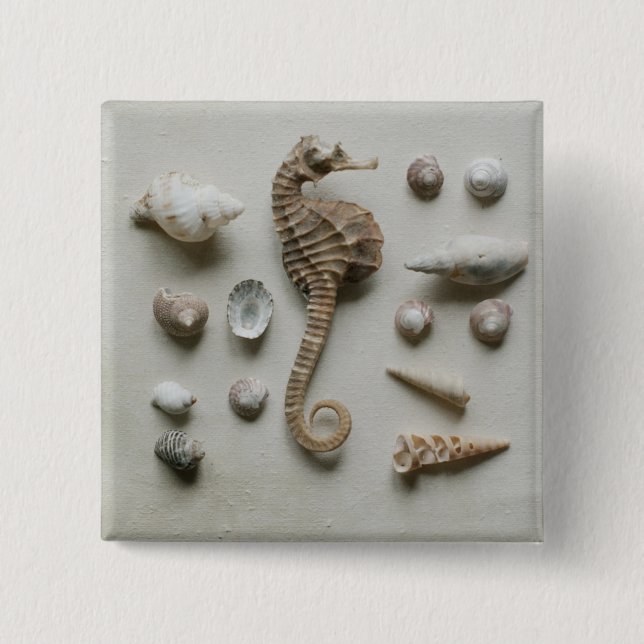 Seahorse och snäckor knapp (Framsida)