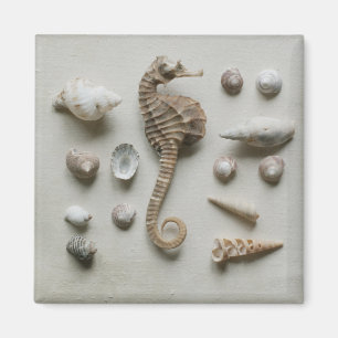 Seahorse och snäckor magnet