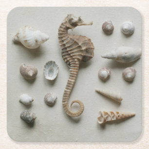 Seahorse och snäckor underlägg papper kvadrat