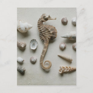 Seahorse och snäckor vykort