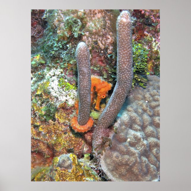 Seahorse on Coral Poster (Framsidan)