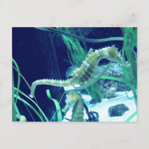 Seahorse Photo Vykort