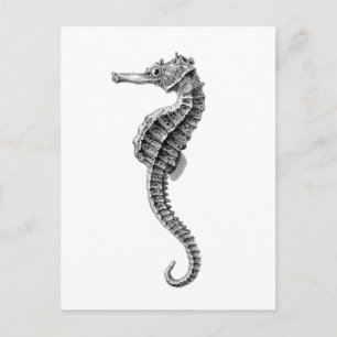 "SEAHORSE"-SJÖLIVET POSTCARD VYKORT