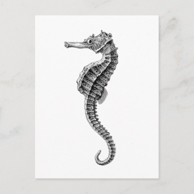 "SEAHORSE"-SJÖLIVET POSTCARD VYKORT (Framsida)