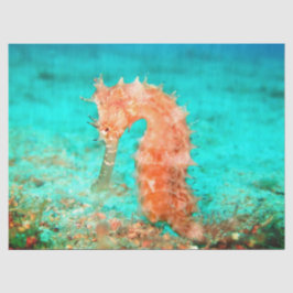 Seahorse tropical carribean turquoise orange 