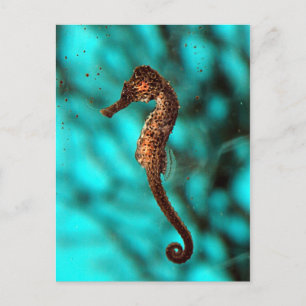 Seahorse vycard vykort