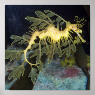 Seahorseaffisch Poster