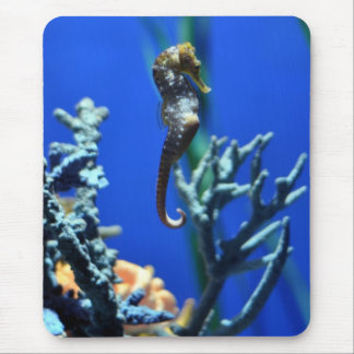 Seahorsemagi Musmatta