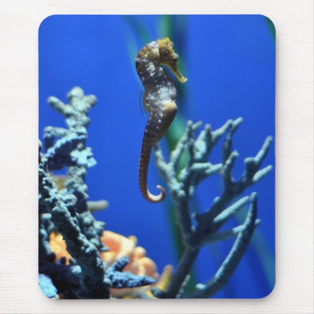 Seahorsemagi Musmatta (Framsidan)