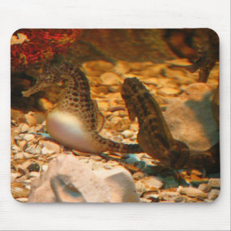 Seahorsemousepad Musmatta