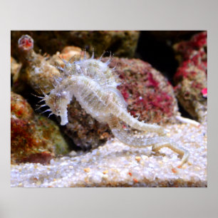 Seahorses Poster