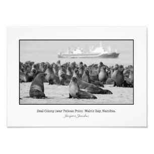 Seal Colony Fototryck