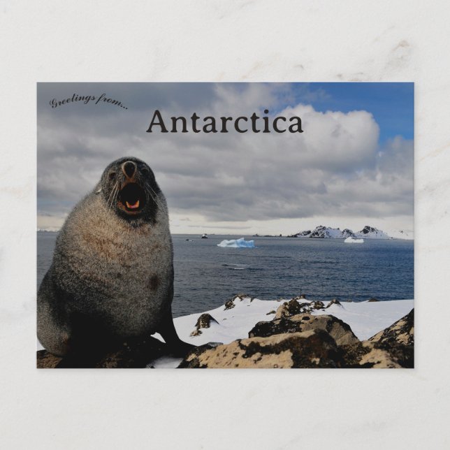 Seal in Cape Shirreff Livingston Island Antarctica Vykort (Framsida)