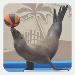 Seal (Kalifornien-Lejona havet) Fyrkantigt Klistermärke