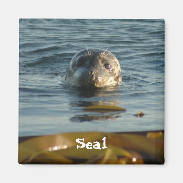 Seal Magnet (Framsidan)