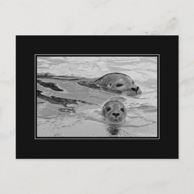 Seal mor och hennes baby säl vykort (Framsida)