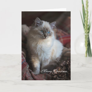 Seal Tabby Ragdoll Helgkort