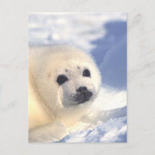 Seal Valp Ansikte Vykort