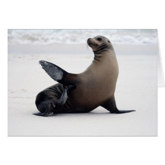 Sealion Hälsningskort