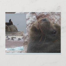 Seals Close up Peru Collage DIY Postcard Helg Vykort