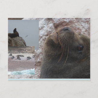 Seals Close up Peru Collage DIY Postcard Helg Vykort