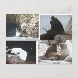 Seals Peru Collage DIY Postcard Helg Vykort