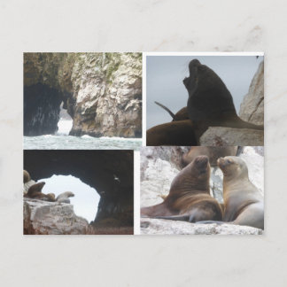 Seals Peru Collage DIY Postcard Helg Vykort