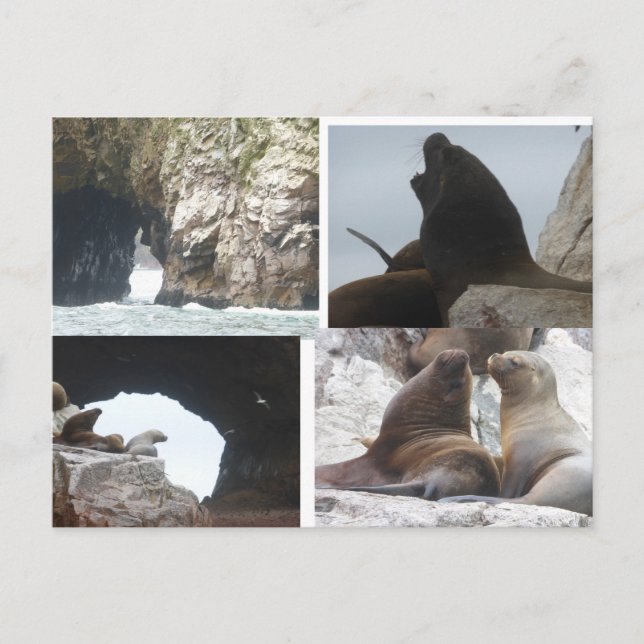 Seals Peru Collage DIY Postcard Helg Vykort (Framsida)