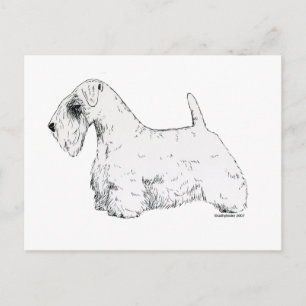 Sealyham Terrier Vykort