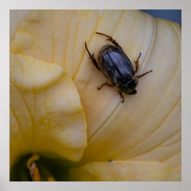 Searching Poster (Framsidan)