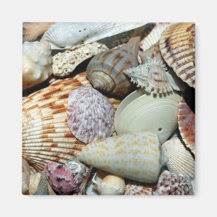 seashceller magnet