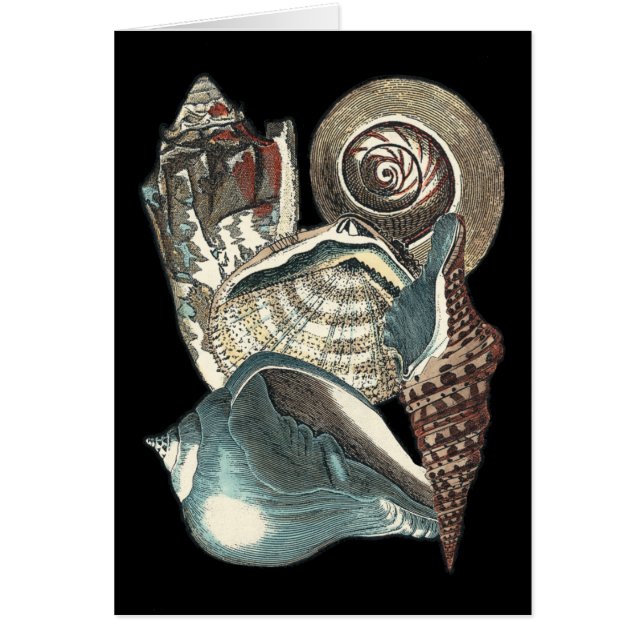 Seashell Anthology Hälsningskort (Framsidan)