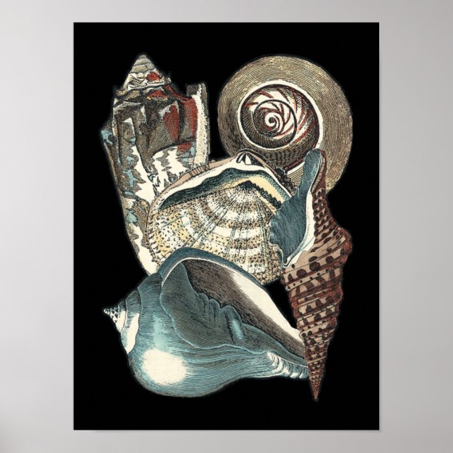 Seashell Anthology Poster (Framsidan)