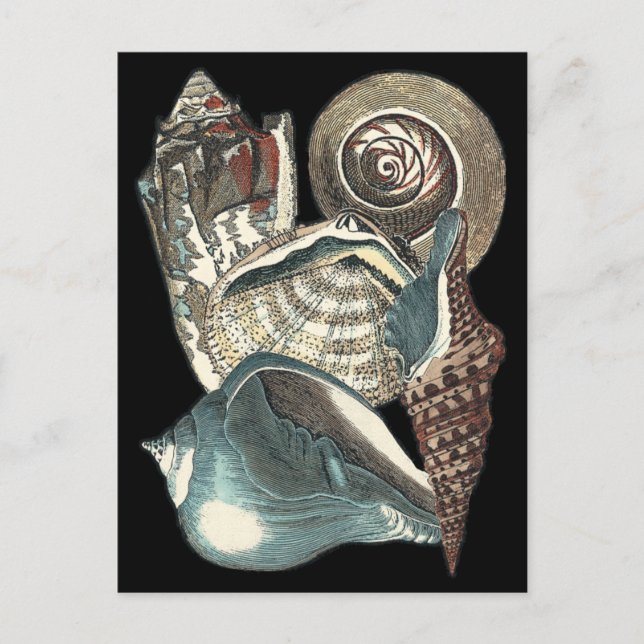 Seashell Anthology Vykort (Framsida)