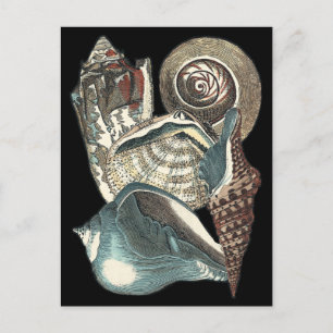 Seashell Anthology Vykort