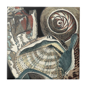 Seashell-antologi Kakelplatta