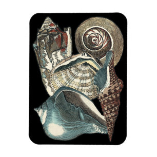 Seashell-antologi Magnet