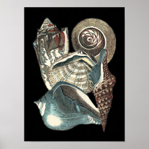 Seashell-antologi Poster